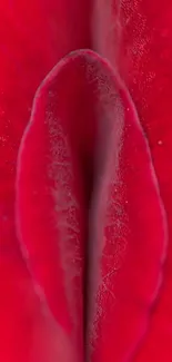 Close-up of vibrant red petal, elegant and colorful.