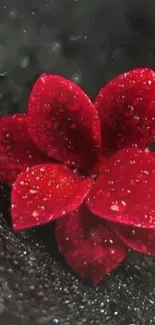 Vibrant red petals with dew on a dark textured background.