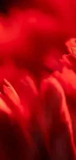Close-up of vibrant red petals in abstract form.