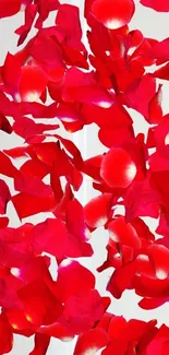 Vibrant red petal wallpaper for mobile background.