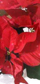 Vibrant red poinsettia flower with lush green leaves.