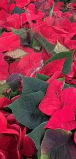 Vibrant red poinsettias with contrasting green leaves.