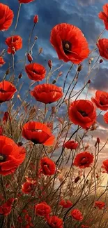 Vibrant red poppies beneath a dramatic sunset sky.