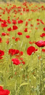 Field of vibrant red poppies in full bloom.