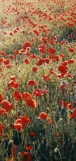 Vibrant red poppies in a lush green field under sunlight.