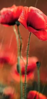 Vibrant red poppies with raindrops on a lush green background.