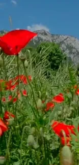 Red poppies in a lush green field against mountains.