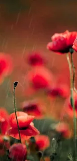 Red poppies in the rain, creating a vibrant and lush floral background.