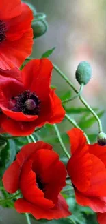 Mobile wallpaper with vibrant red poppies against a blurred green background.