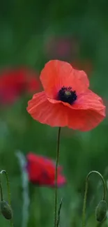 Close-up of a red poppy flower on a green background.