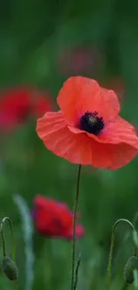 Bright red poppy in a green field wallpaper.