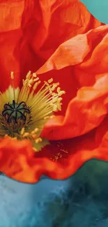 Close-up of vibrant red poppy blossom with blurred background.