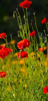 Vibrant red poppies in a lush green meadow wallpaper.