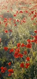 A vibrant field of red poppies under the sun.