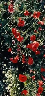 Red poppies in a lush green field, vibrant floral wallpaper.