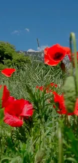Vibrant red poppies blooming under a clear blue sky.