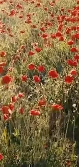 Field of vibrant red poppies under the sun.