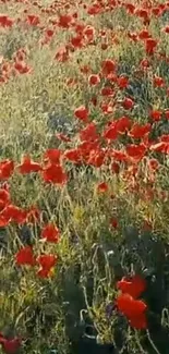 Vibrant red poppies in a lush green field under soft morning light.