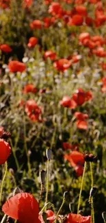 A vibrant red poppy field under golden sunlight, perfect for mobile wallpaper.