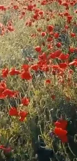 A vibrant field of red poppies in full bloom under the sun.