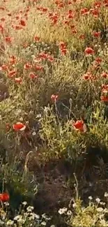 Beautiful red poppy field under the sunlight creating a serene natural scene.