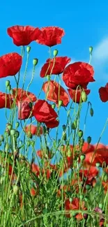 Red poppy field under a bright blue sky.