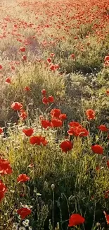 A vibrant field of red poppies under warm sunlight.