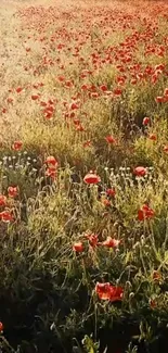 Vibrant red poppy field under golden sunlight, nature wallpaper.