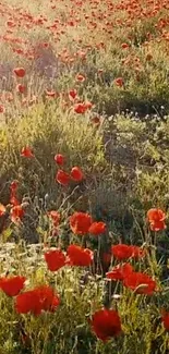 Red poppy field basking under sunlight, creating a serene nature scene.