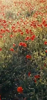 Field of vibrant red poppies in golden sunlight, creating a serene mobile wallpaper.