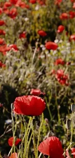 A stunning red poppy field under sunlight.