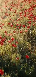 Bright red poppies in a sunlit green field, perfect for mobile wallpaper.