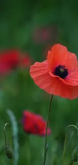 Vibrant red poppy in green field mobile wallpaper.