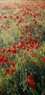 Vibrant red poppies in a sunlit field under blue sky.