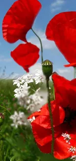 Vibrant red poppies in a field under a blue sky.