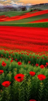 A stunning view of vibrant red poppy fields under a bright sky.