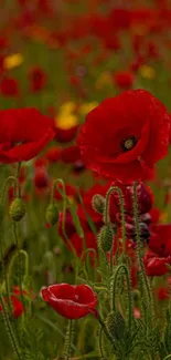 Vibrant red poppy flowers in a lush field.