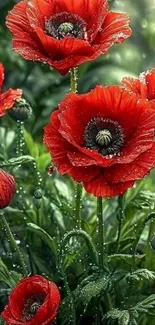 Red poppy flowers with glistening droplets.