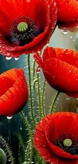 Vibrant red poppy flowers with raindrops wallpaper.