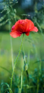 Vibrant red poppy flower against lush green background.