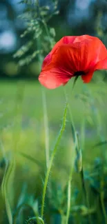 Vibrant red poppy flower on a green background, perfect for mobile wallpaper.