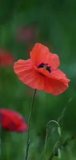 Vibrant red poppy in a lush green field, exuding natural beauty.