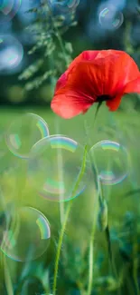 Red poppy with bubbles in a green field, perfect for nature-themed mobile wallpaper.