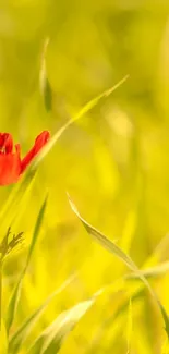 Red poppy flower in sunlit green field wallpaper.