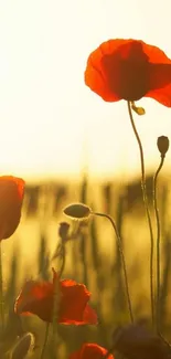 Red poppies against a golden sunset backdrop, creating a serene mobile wallpaper.