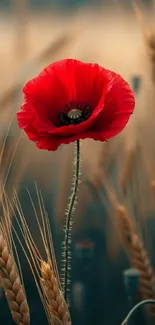 Vibrant red poppy in wheat field wallpaper, perfect for nature lovers.