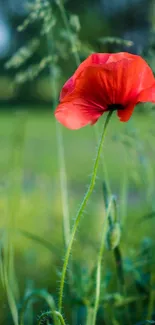 Red poppy standing in green grass with blurred background.