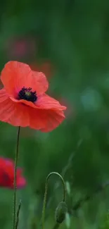 Vibrant red poppy against lush green background.