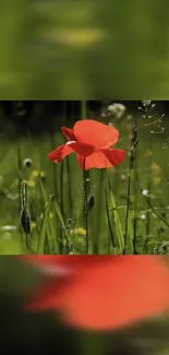 Vibrant red poppy amid lush green grass in sunlight.