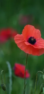 Red poppy flower on a blurred green background, perfect for nature-inspired wallpaper.